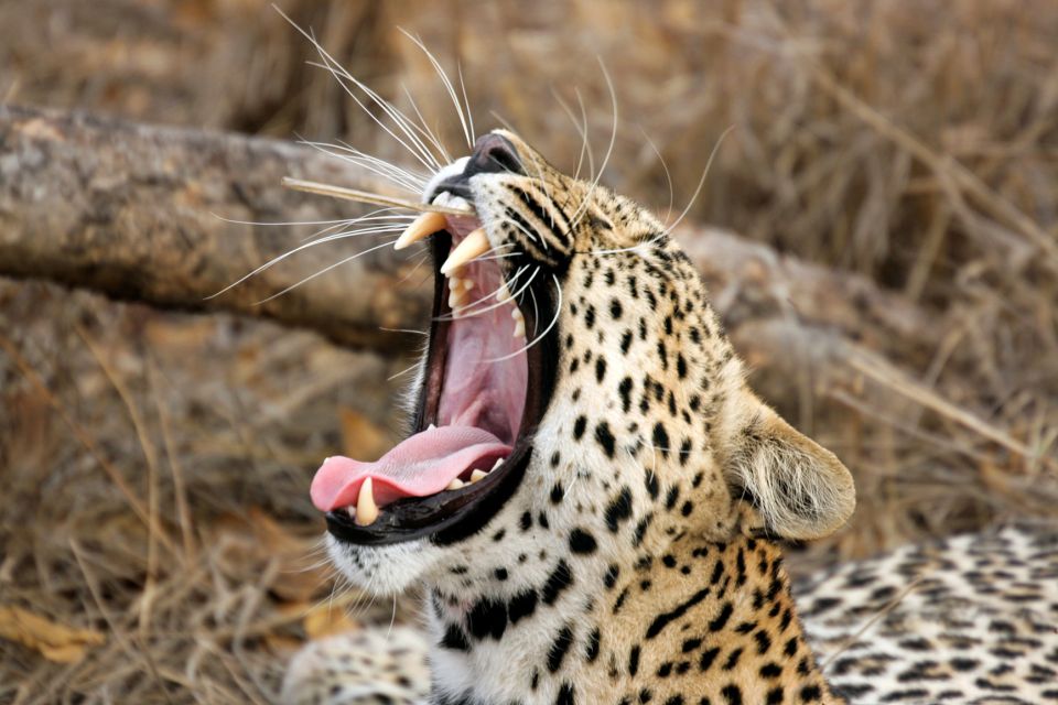 From Colombo: Yala National Park Safari with Transfer - Price and logistics: what the $128 covers (and what it doesn’t)