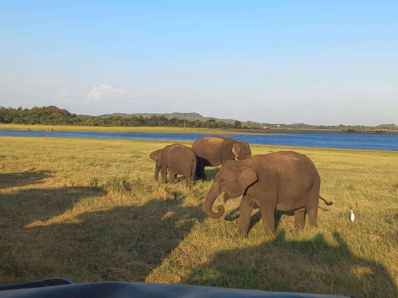 From Dambulla: Minneriya National Park wild Jeep Safari - Quick reasons this safari is worth your time