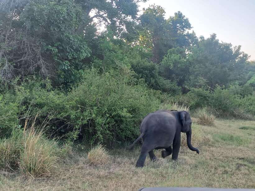 From Dambulla: Minneriya National Park wild Jeep Safari - Minneriya Jeep Safari From Dambulla: The Big Attraction in 4 Hours