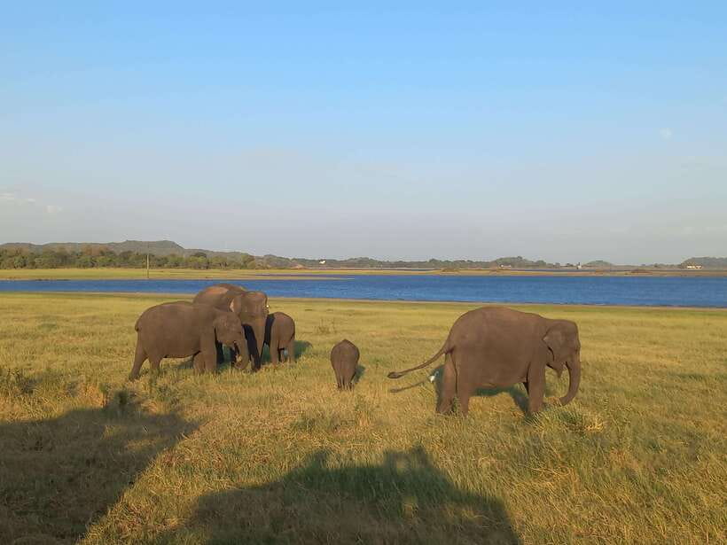 From Dambulla: Minneriya National Park wild Jeep Safari - Wildlife Checklist: Elephants, Water Buffalo, Crocodiles, and the Small Stuff