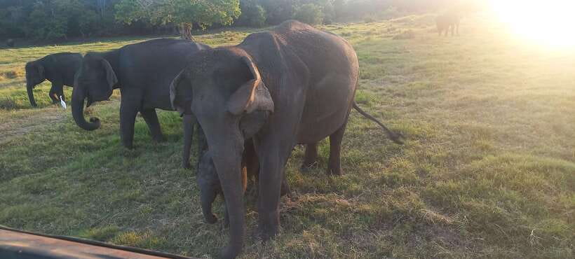 From Dambulla: Minneriya National Park wild Jeep Safari - Birdwatching in Minneriya: Eagles, Pelicans, Herons, and More