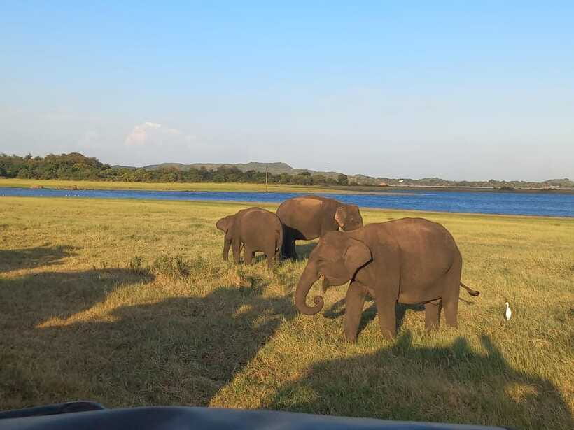 From Dambulla: Minneriya National Park wild Jeep Safari - Minneriya Lake and Minneriya Dam: What the Scenery Adds