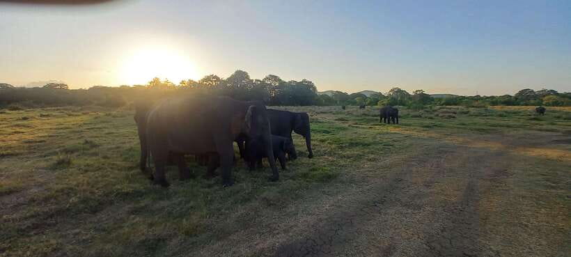 From Dambulla: Minneriya National Park wild Jeep Safari - Driver-Guide Approach and Weather Flexibility