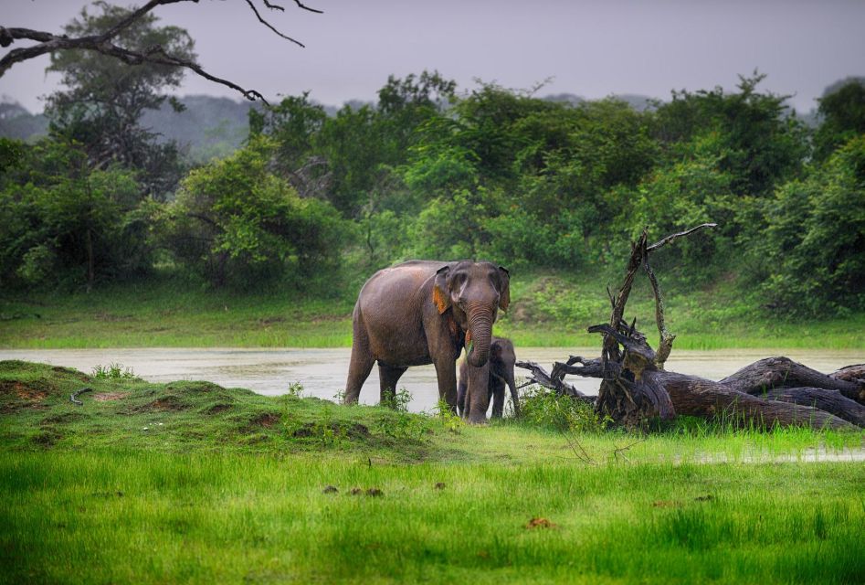 From Ella: Drop to Tangalle/Hiriketiya/Mirissa & Yala Safari - Should You Book This Ella-to-Yala Transfer With Safari?