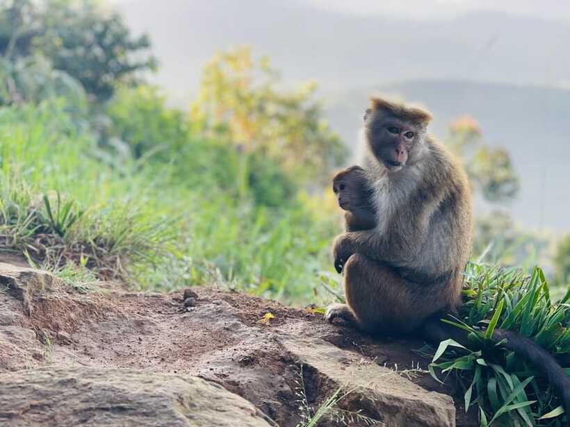 From Ella: Lipton Seat & Dambatenne Tea Factory Day Tour - Dambatenne Tea Factory: Sir Thomas Lipton’s 1890 production stop