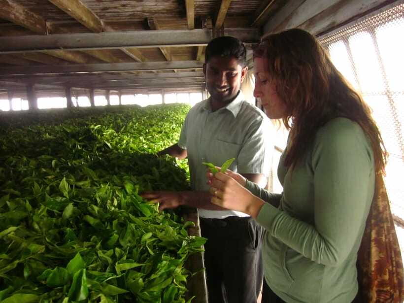 From Ella: Lipton Seat & Dambatenne Tea Factory Day Tour - Price and value: is $48 a fair deal?