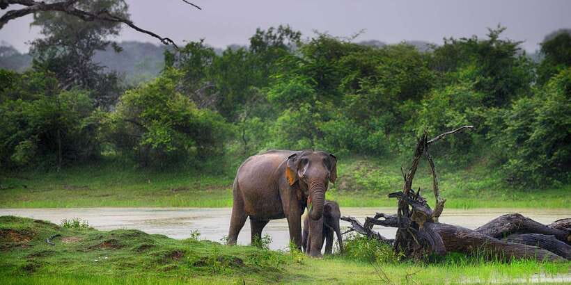 From Ella: Shuttle to Down South Any Location w Yala Safari - Yala safari: what you’re really paying for