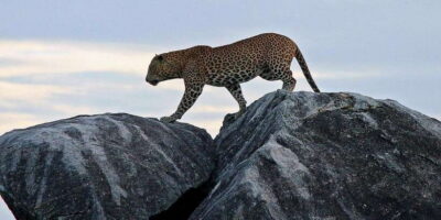 From Ella: Shuttle to Down South Any Location w Yala Safari - The drive: air-conditioned comfort, plus why timing is everything