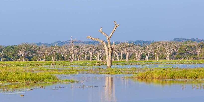 From Ella: Shuttle to Down South Any Location w Yala Safari - Your guide matters more than you think