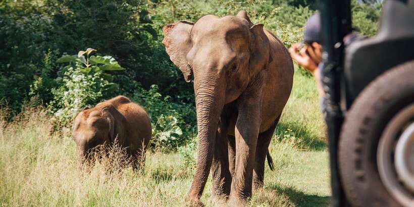 From Ella: Shuttle to Tangalle/Hiriketiya w Udawalawe Safari - Logistics That Actually Matter: Pickup Points and Timing