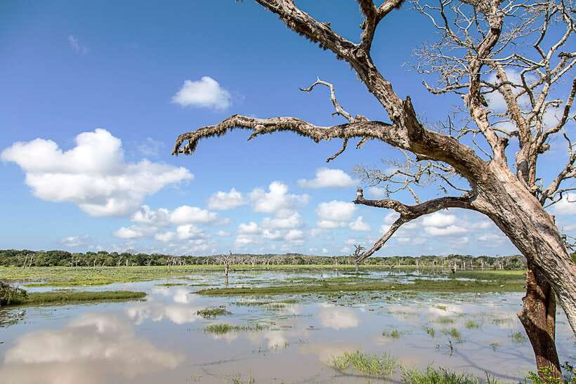 From Ella: Shuttle to Tangalle/Hiriketiya with Yala Safari - The jeep setup: open-topped views with air-conditioned comfort
