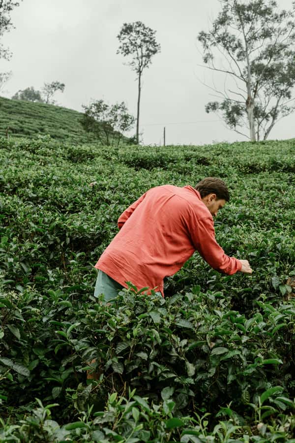 From Ella: Tea Adventure in Haputale with Village Lunch - Key Things I’d Prioritize on This Tea Adventure