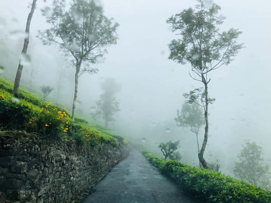 From Ella: Tea Adventure in Haputale with Village Lunch - Why Haputale Tea Feels Like a Full Education in 5 Hours