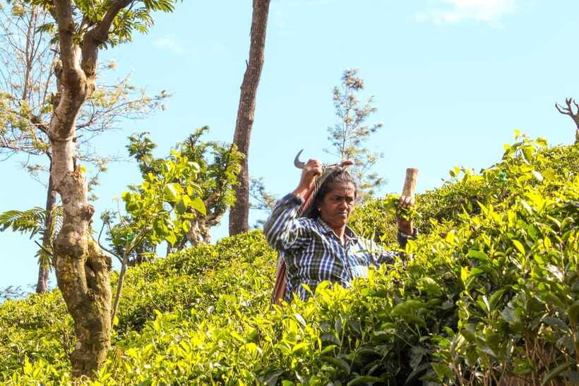 From Ella: Tea Adventure in Haputale with Village Lunch - The Tea Tasting Session: Grades You’ll Be Able to Tell Apart
