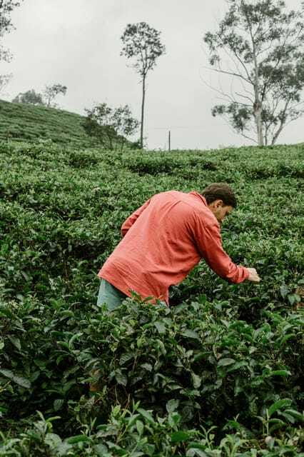 From Ella: Tea Adventure in Haputale with Village Lunch - Price and Value for $60: What You’re Actually Buying