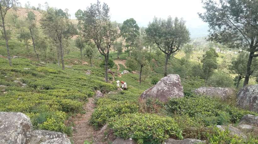 From Ella: Tea Adventure in Haputale with Village Lunch - Who This Tea Adventure Suits (and the One Big Caution)