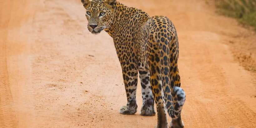 From ELLA to ARUGAM-BAY transfer with YALA Safari Tour - Ella to Arugam Bay With Yala Wildlife on the Way