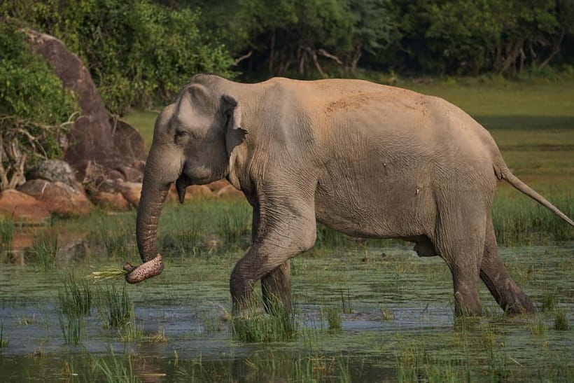 From Ella : Udawalawa Safari & Drop Tangalle/ Mirissa/ Galle - Key Things to Know Before You Go