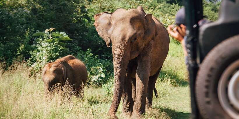 From Ella: Udawalawe Safari with Elephant Transit Home Visit - Should You Book This Udawalawe Safari + Elephant Home Tour?