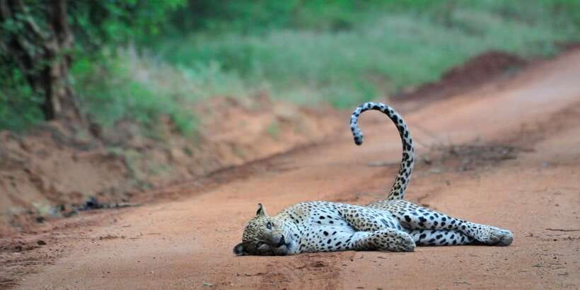 From Ella: Yala National Park Jeep Safari Tour - Should you book this Yala National Park safari from Ella?