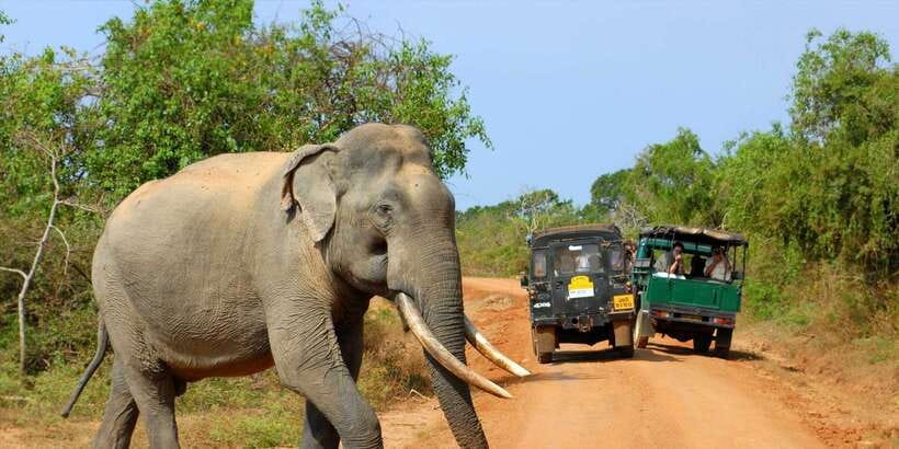 From Ella: Yala National Park Jeep Safari Tour - The afternoon safari at ~1 pm: the timing piece that can change everything