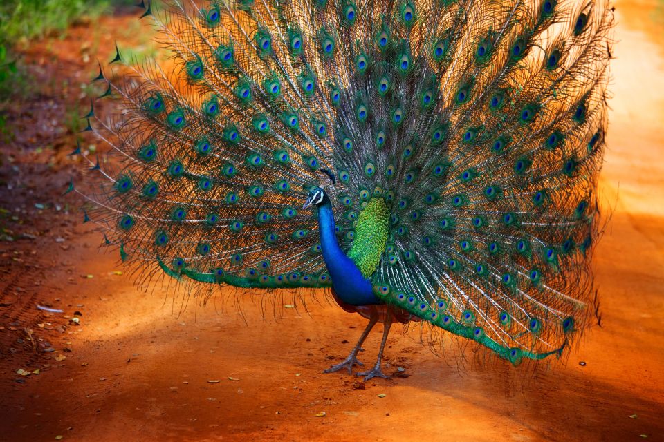 From Ella: Yala National Park Jeep Safari Tour - In the jeep: elephants, leopards, and the value of a good spotter