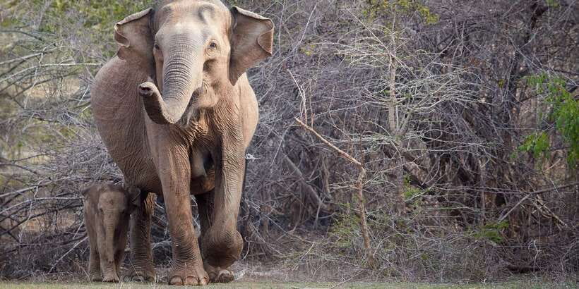 From Ella: Yala National Park Jeep Safari Tour - Waterholes and tanks: where birds and elephants overlap