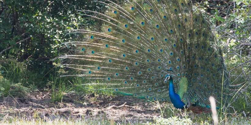 From Ella: Yala National Park Jeep Safari Tour - Who should book this Ella-to-Yala jeep safari