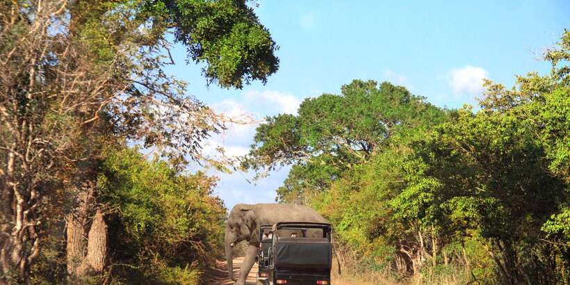 From Ella: Yala National Park Jeep Safari Tour - Ruhunu National Park and Block I: why Yala’s set up for serious wildlife