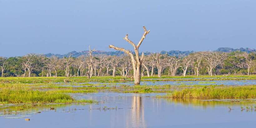 From Ella: Yala National Park Safari Tour in a 4x4 - Should you book this Ella to Yala 4x4 safari?