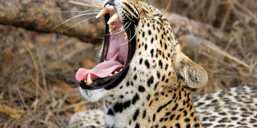 From Ella: Yala National Park Safari Tour in a 4x4 - Ella to Yala: the day plan and why the timing matters