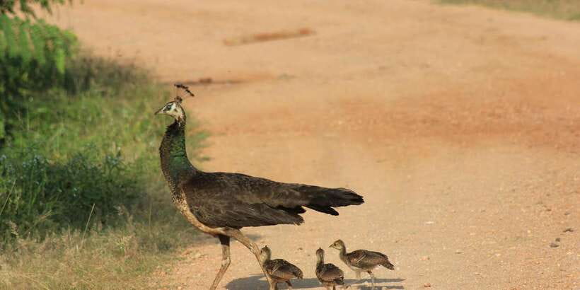 From: Ella - YALA Safari - Drop off: Arugam Bay / Arugambay - Key Points If You’re Short on Time