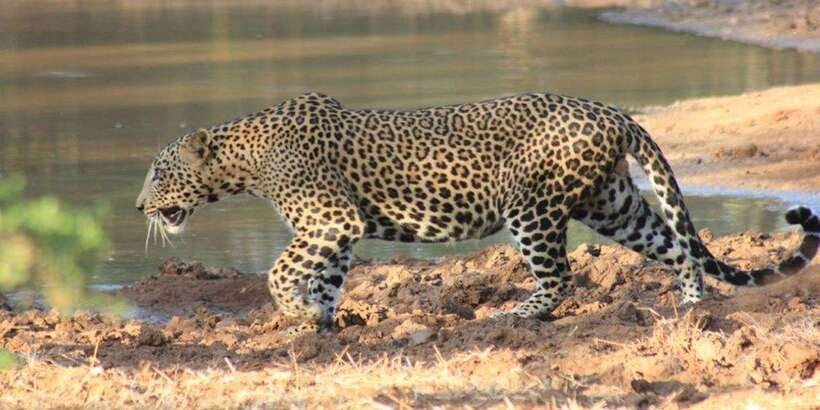 From: Ella - YALA Safari - Drop off: Arugam Bay / Arugambay - Why Yala National Park Is a Leopard Game-Changer