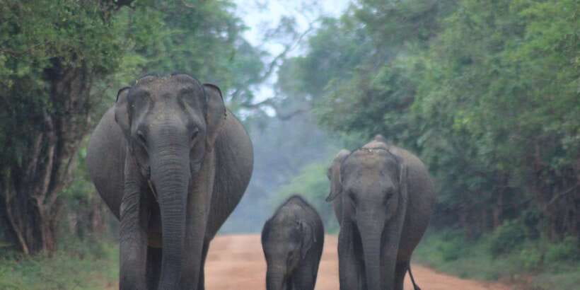 From: Ella - YALA Safari - Drop off: Arugam Bay / Arugambay - Shared Transfer to Tissamaharama, Luggage, and Switching Vehicles