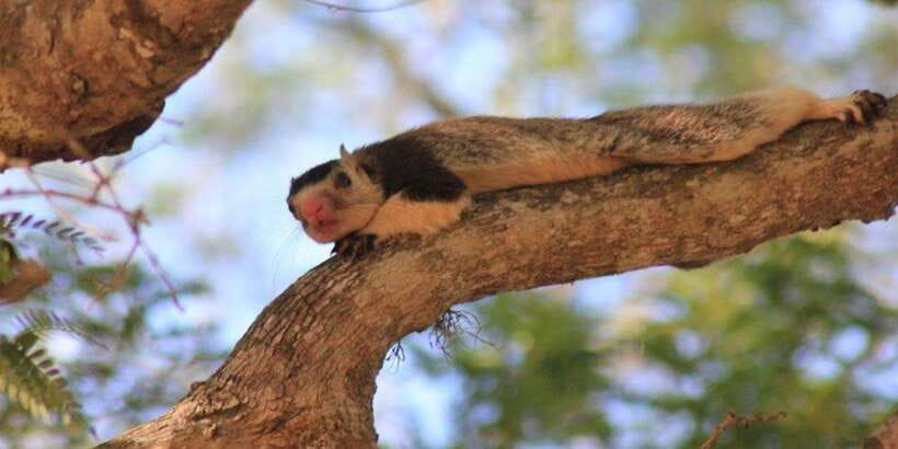 From: Ella - YALA Safari - Drop off: Arugam Bay / Arugambay - Patanangala Beach Break: A Reset Inside a Long Wildlife Morning