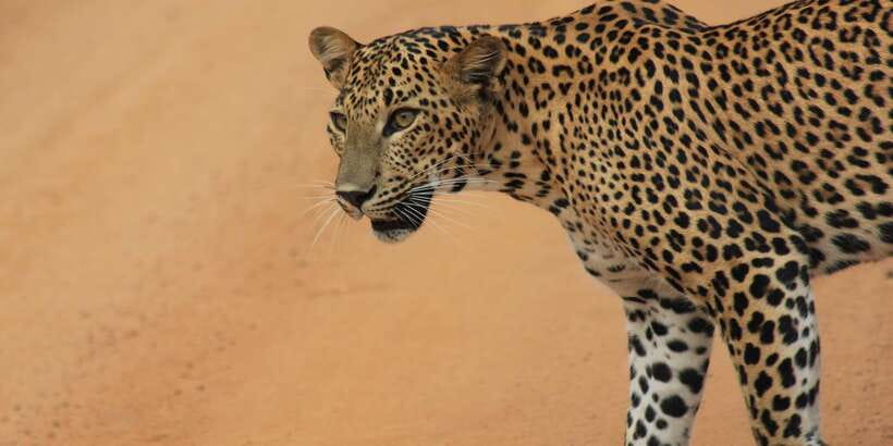From: Ella - YALA Safari - Drop off: Arugam Bay / Arugambay - The Early-Morning Plan: 3:00 a.m. Pickup and Getting to Yala Right