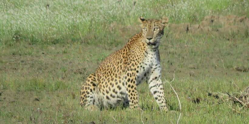 From Ella - Yala Safari - Drop-off : Galle/Mirissa/Hikkaduwa - Ella to Yala: pickup options, transfer time, and timing reality