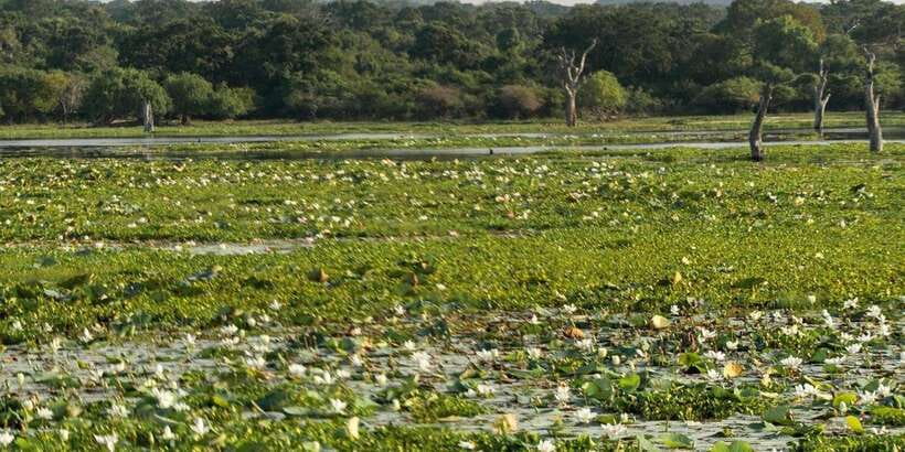 From Ella - Yala Safari - Drop-off : Galle/Mirissa/Hikkaduwa - Price and real value: what your $37 covers (and what it doesn’t)