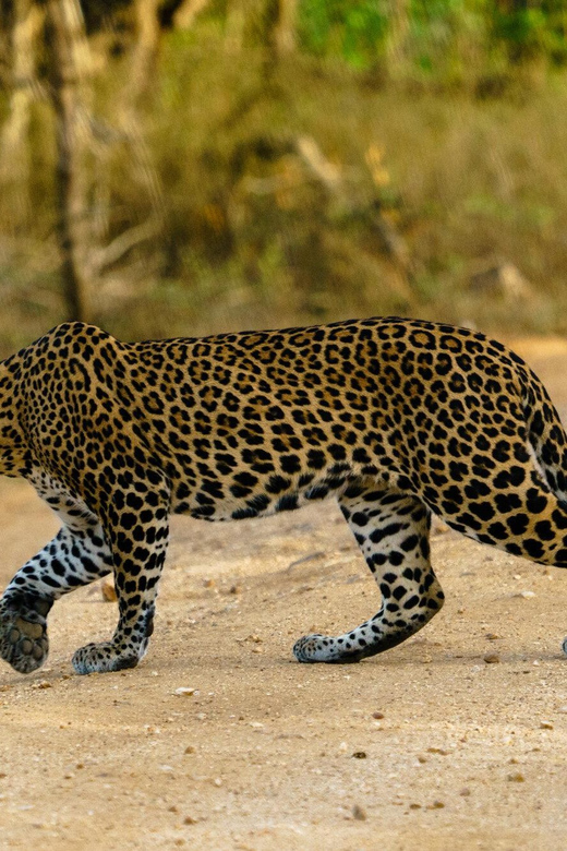 From Ella - Yala Safari - Drop-off : Galle/Mirissa/Hikkaduwa - Who should book this Yala safari from Ella (and who should skip)