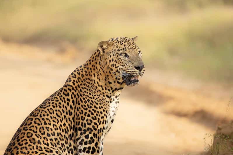 From Ella - Yala Safari - Drop-off : Galle/Mirissa/Hikkaduwa - Should you book this Yala safari from Ella?