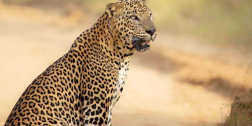 From Ella - Yala Safari - Drop-off : Galle/Mirissa/Hikkaduwa - What you can spot in Yala: leopards, elephants, bears, crocodiles, and birds