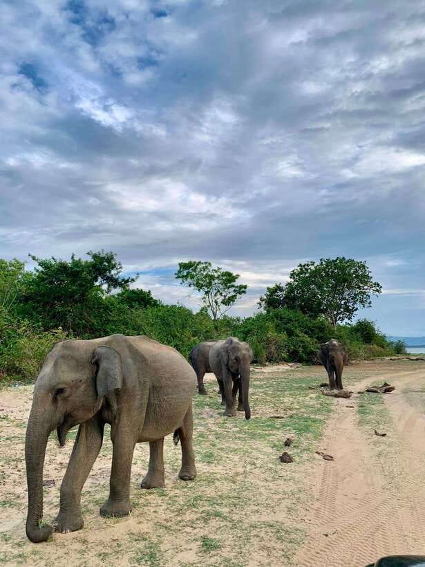 From Ella: Yala Safari Tour with Drop at Tangalle/Hiriketiya - Quick take: what you’ll care about most