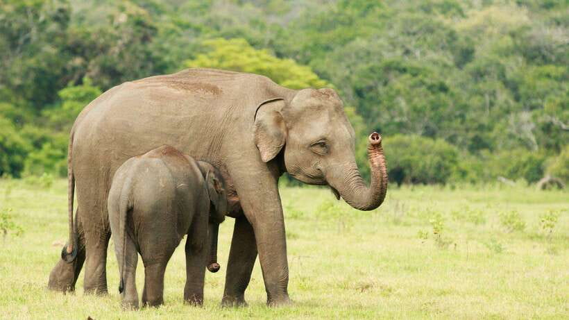 From Ella: Yala Safari Tour with Drop at Tangalle/Hiriketiya - Leopard hunting: how guides improve your odds (and what luck still decides)
