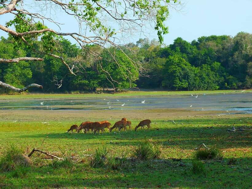 From Ella: Yala Safari Tour with Drop at Tangalle/Hiriketiya - Safety matters: mixed driving reports and what to do with them