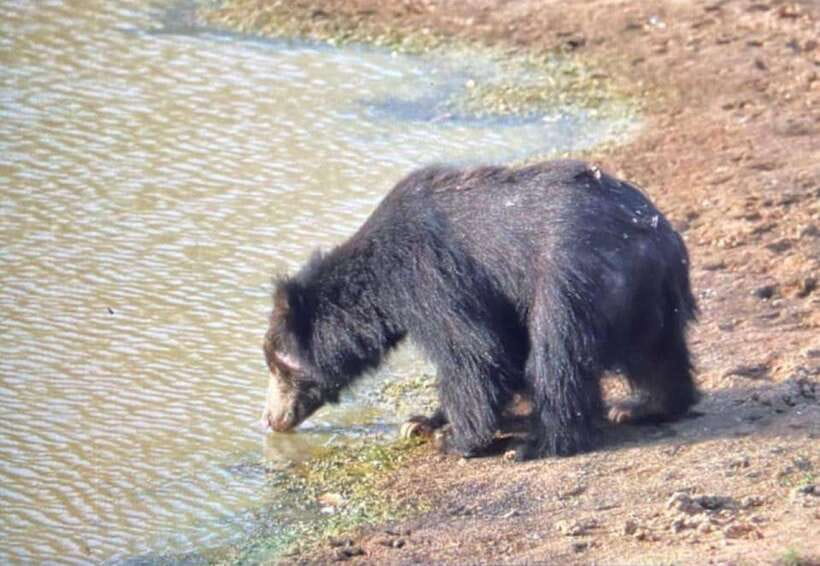 From Ella: Yala Safari Tour with Drop at Tangalle/Hiriketiya - English guide and audio support: how it helps you enjoy the drive