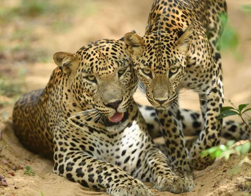 From Ella: Yala Safari Tour with Drop at Tangalle/Hiriketiya - Price and logistics: what $29 covers, plus the extra budget