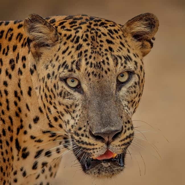 From Ella: Yala Safari & Transfer to Tangalle/Mirissa/Galle - From Ella Pickups to Ravana Waterfall: a calm start before Yala