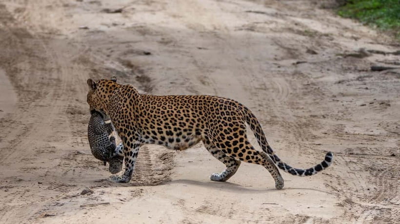 From Ella: Yala Safari & Transfer to Tangalle/Mirissa/Galle - Price and value: what the $29 ticket really buys