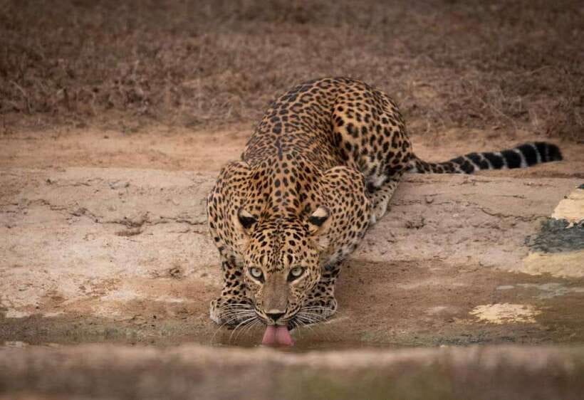 From Ella: Yala Safari with Tangalle/Mirissa/Galle Drop-off - Ella to Yala to the South Coast: the smart way to link safari and beach
