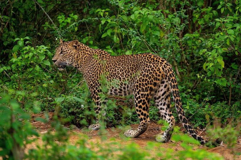 From Ella: Yala Safari with Tangalle/Mirissa/Galle Drop-off - Yala in the 4x4: what the guided game drive is really like